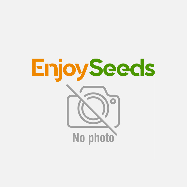 Paradise Seeds - Nebula 5