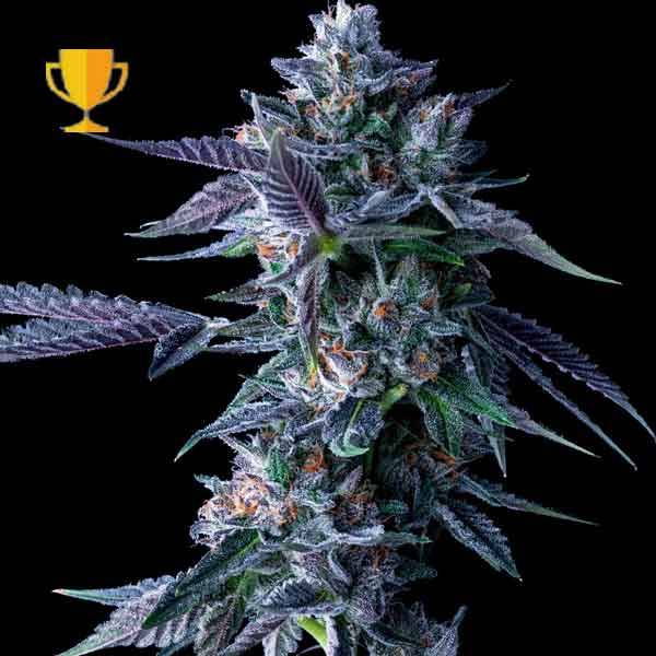 DNA Genetics - Chocolope - 5 Fem