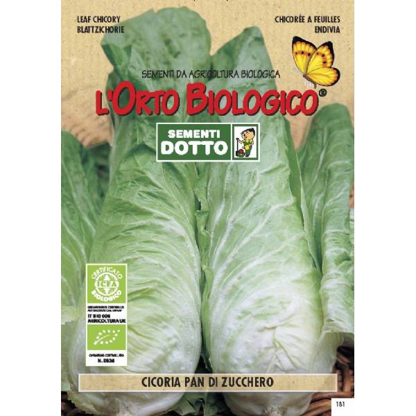 Semi biologici di Cicoria Pan Di Zucchero