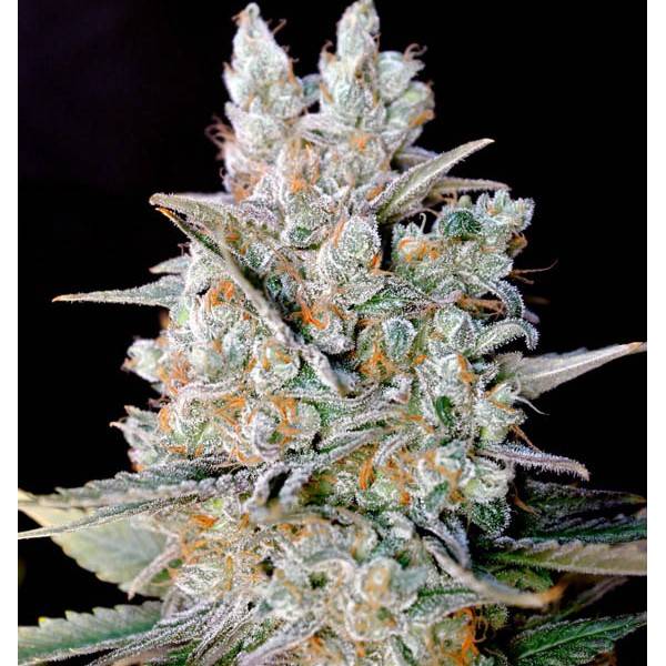 Genehtik - Kritical Bilbo Auto 5 Fem