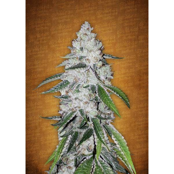 Fast Buds - West Coast O.G. - 3 auto