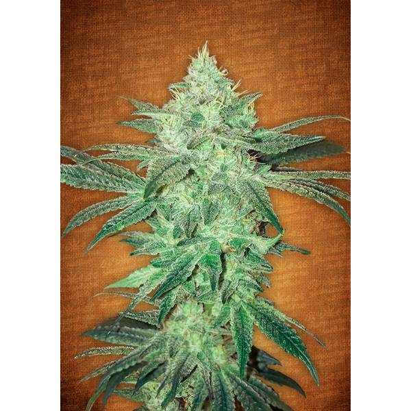 Fast Buds - Stardawg auto 3