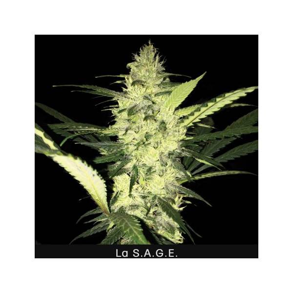 TH Seeds - La SAGE - 2 fem