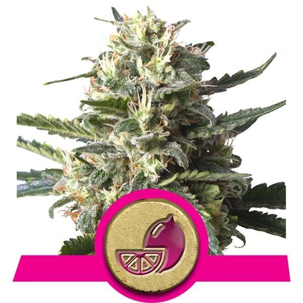 Royal Queen Seeds - Lemon Shining Silver Haze 1 fem