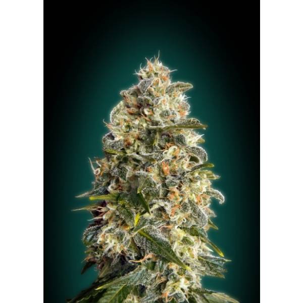 Advanced Seeds - Heavy Bud - 1 fem