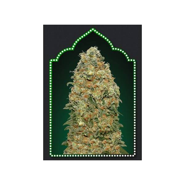 00 Seeds - White Widow - 5 fem