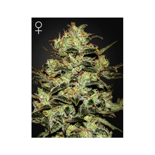 Green House - Moby Dick - 5 Fem