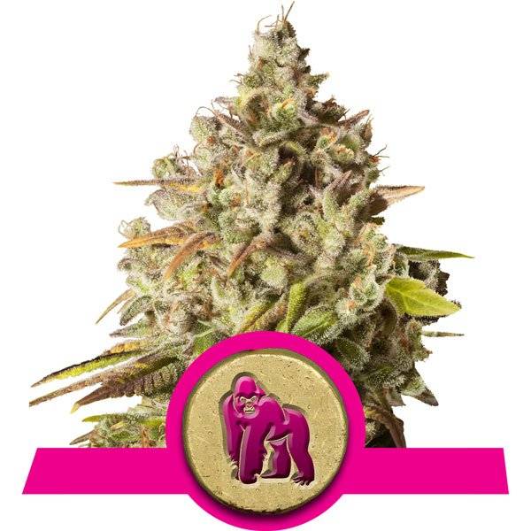 Royal Queen Seeds - Royal Gorilla - 10 fem