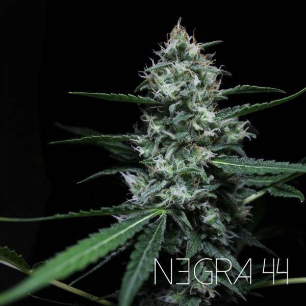 R-Kiem Seeds - Negra 44 50 fem