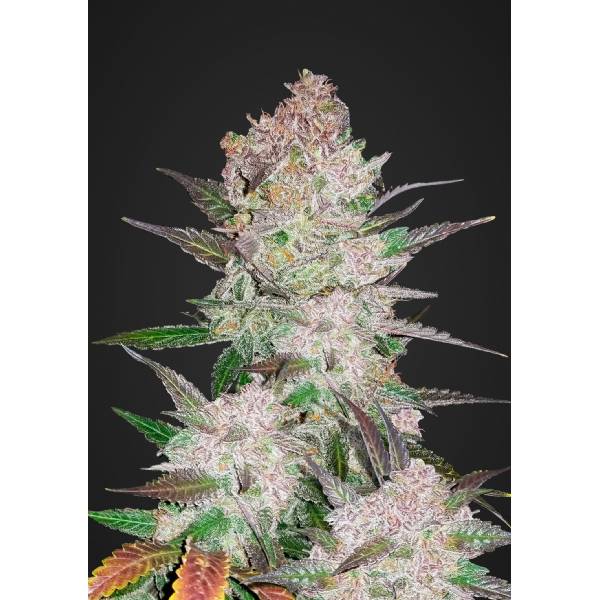 Fast Buds - Cream Cookies auto 1