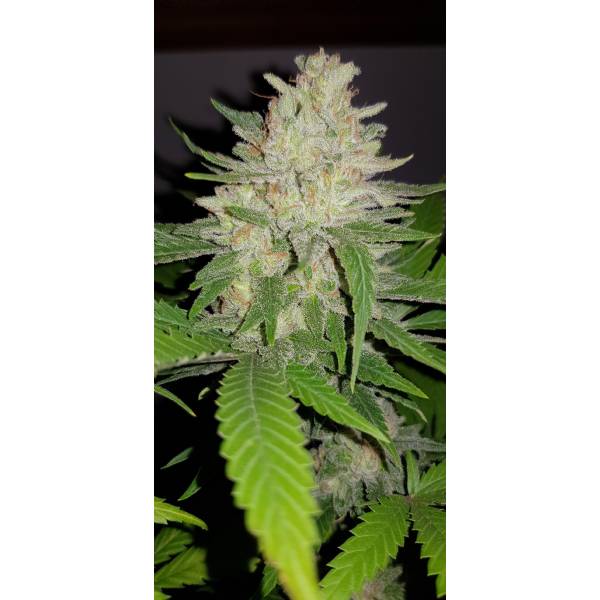 Dutch Passion - Critical Orange Punch - 3 Fem