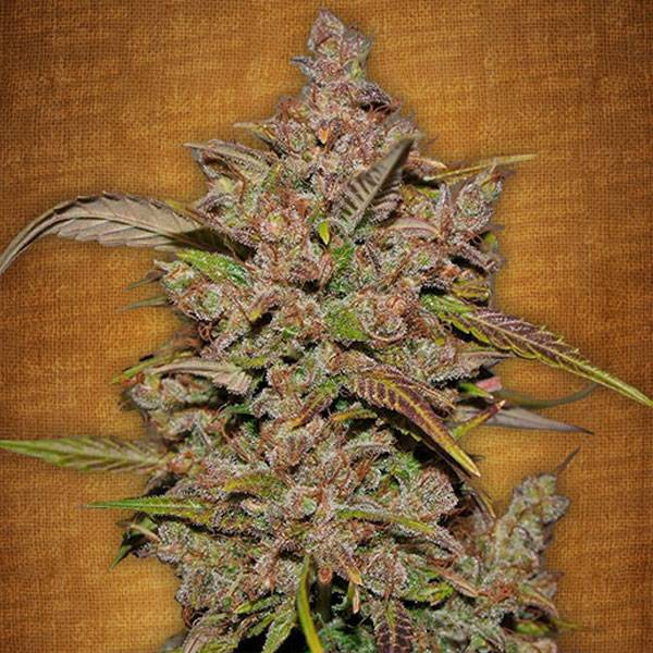 Fast Buds - Crystal METH auto 5