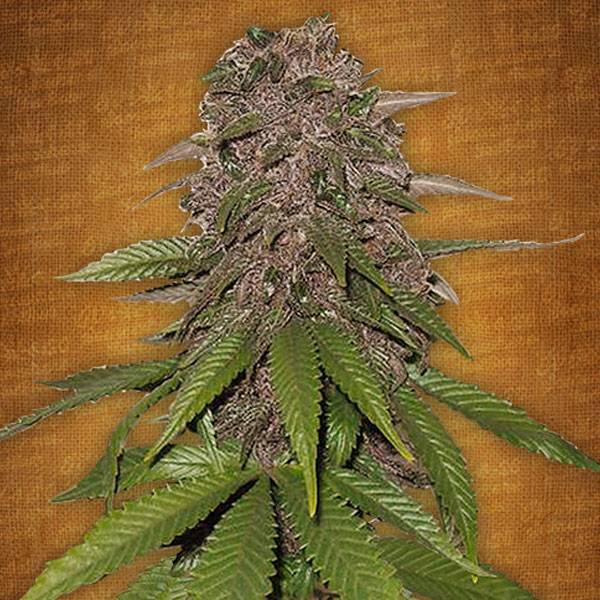 Fast Buds - C4 - 5 Auto