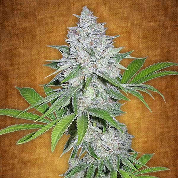 Fast Buds - California Snow - 5 Auto