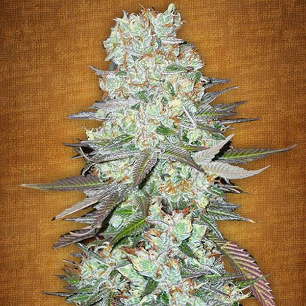 Fast Buds - G14 auto 5