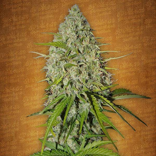 Fast Buds - Grapefruit'matic auto 5