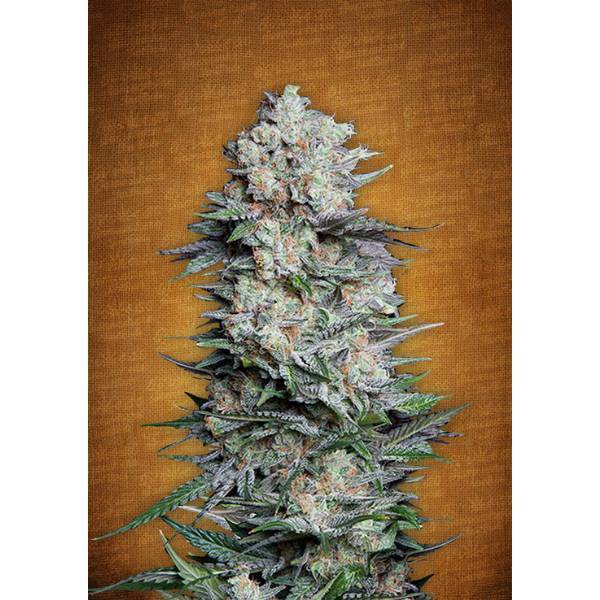 Fast Buds - Mexican Airlines - 5 auto