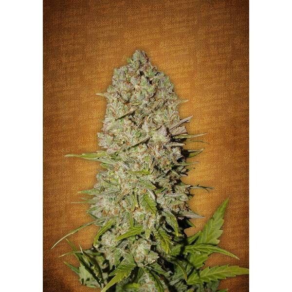 Fast Buds - Pineapple Express auto 5