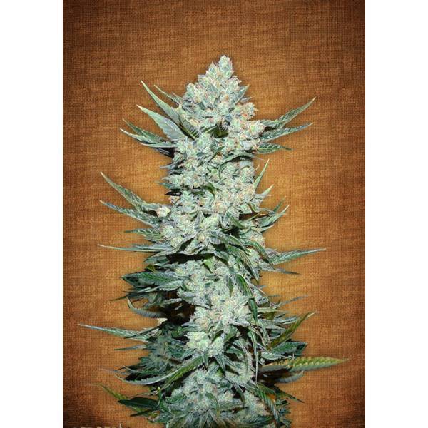 Fast Buds - Tangie Matic - 5 Auto