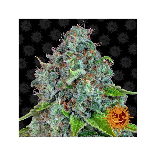 Barney's Farm - Strawberry Lemonade 3 fem