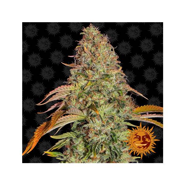 Barney's Farm - Zkittlez OG Auto 5 auto