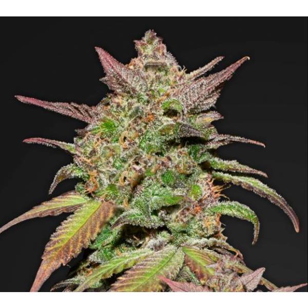 Fast Buds - Smoothie Auto - 5 Auto