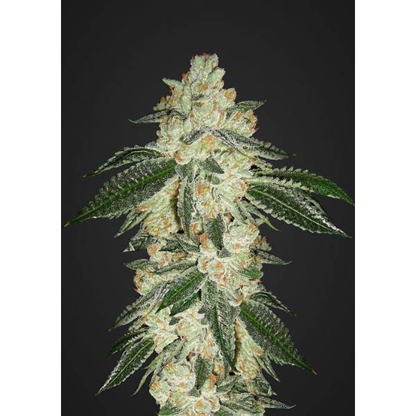 Fast Buds - Green Crack - 100 Auto