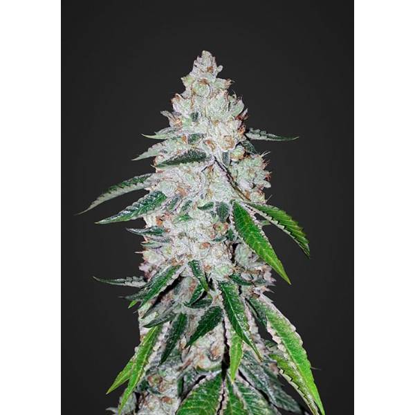 Fast Buds - West Coast O.G. - 1 auto