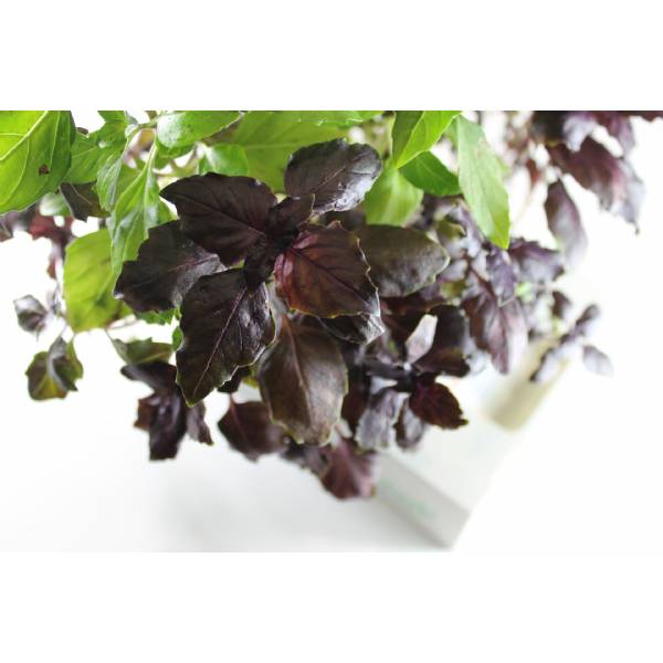 Basilico Dark Opal - Ecoltivo