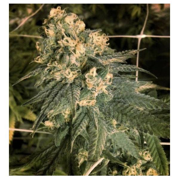 The Cali Connection - Mint Milano 6 fem