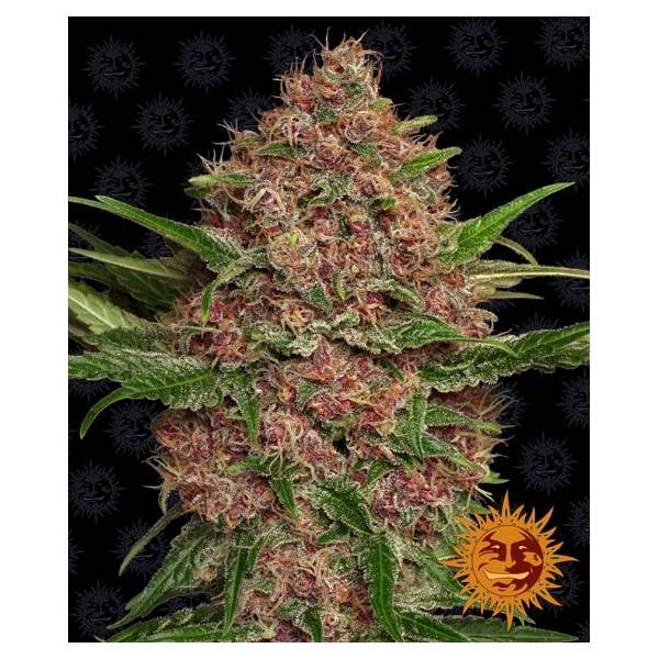 Barney's Farm - Auto Purple Punch 5 auto