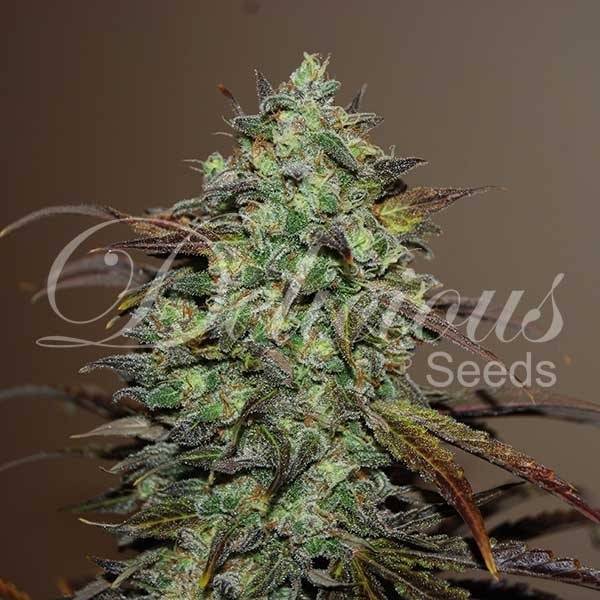 Delicious Seeds - Eleven Rose - 5 Fem