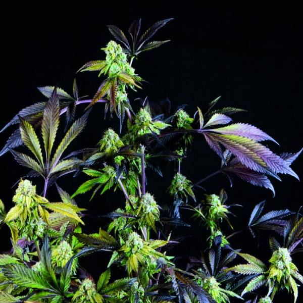 Pyramid Seeds - Sunset Sherbet 5 fem