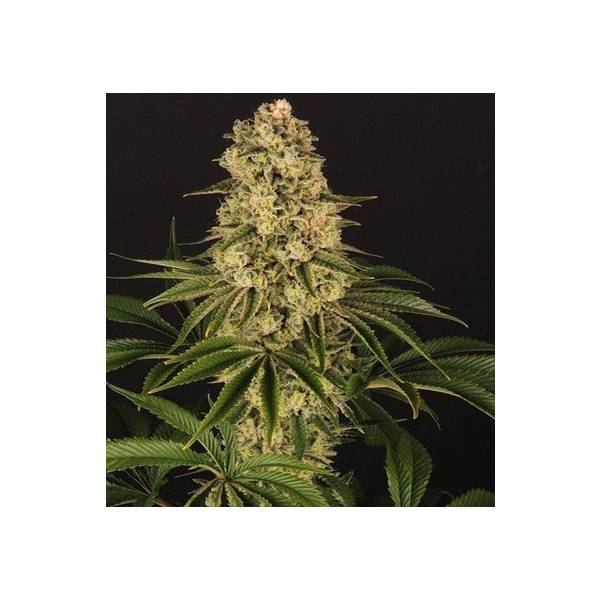 Barney's Farm - Tropicanna Banana - 3 fem