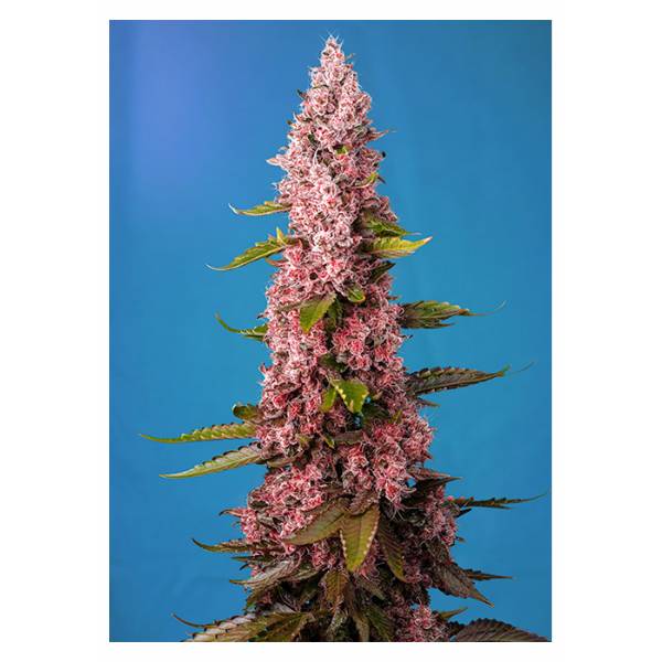 Sweet Seeds - Red Hot Cookies - 3+1 Fem