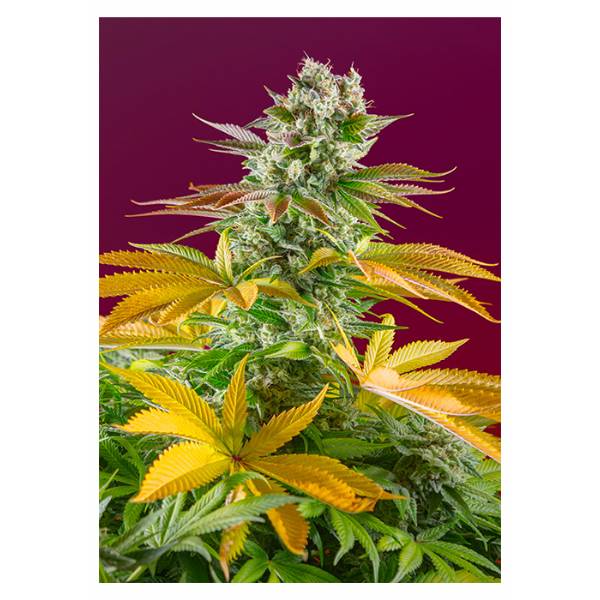 Sweet Seeds - Gorilla Girl F1 Fast Version - 3+1 Fem