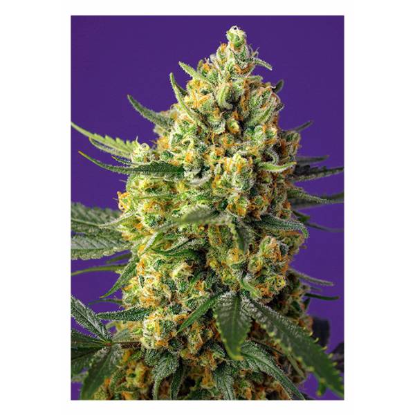 Sweet Seeds - Crystal Candy XL - 5+2 Auto