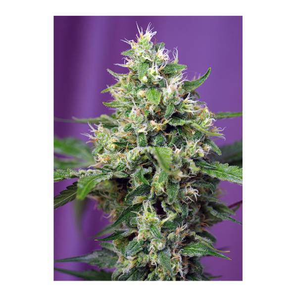 Sweet Seeds - Sweet Amnesia Haze XL - 5+1 Auto