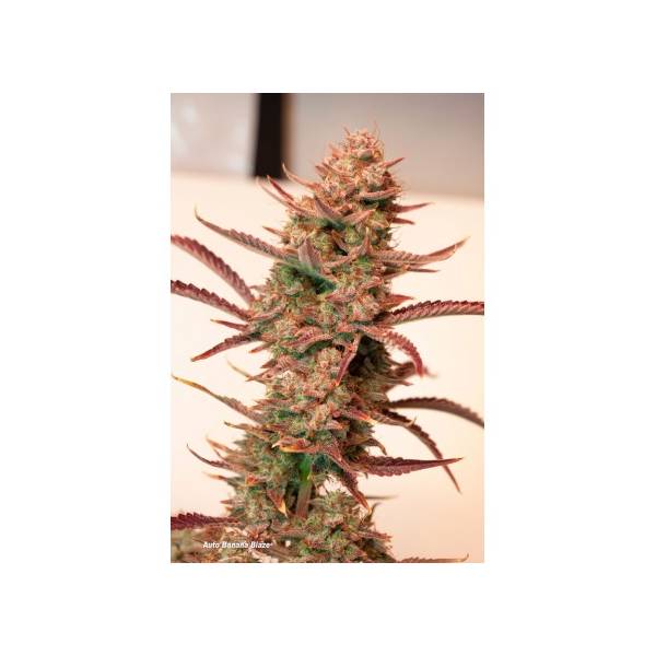 Dutch Passion - Auto Banana Blaze - 3 Auto