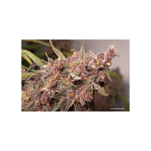 Dutch Passion - Auto Blackberry Kush CBD - 3 Auto