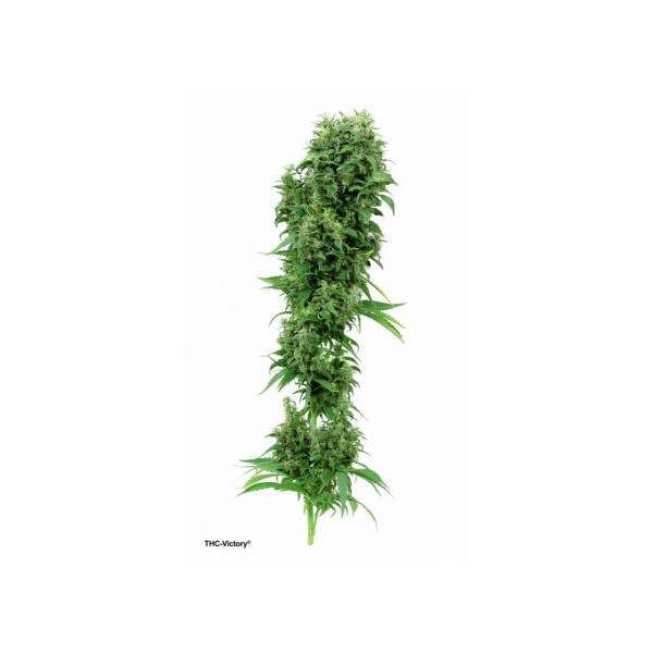 Dutch Passion - THC - Victory - 10 fem