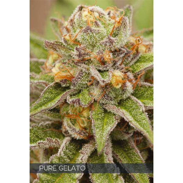 Vision Seeds - Pure Gelato - 10 fem