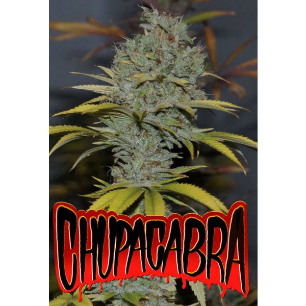 Microgenetica - Chupacabra 3 Fem
