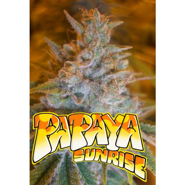 Microgenetica - Papaya Sunrise 3 Fem