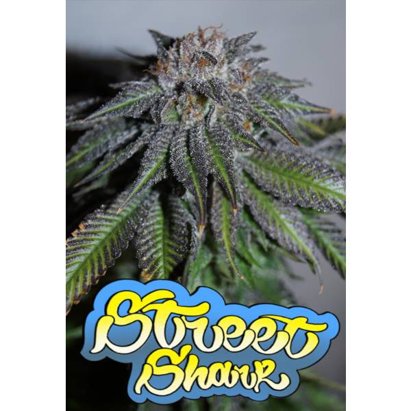 Microgenetica - Street Shark 3 Fem