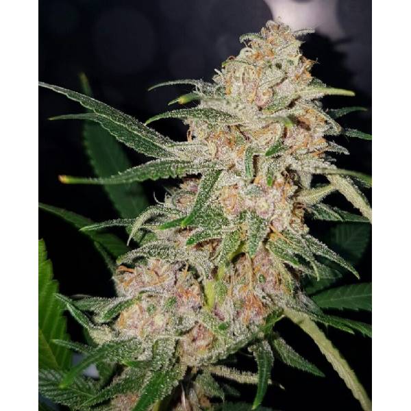 BMS - Cookies 96 Limited - 3 fem