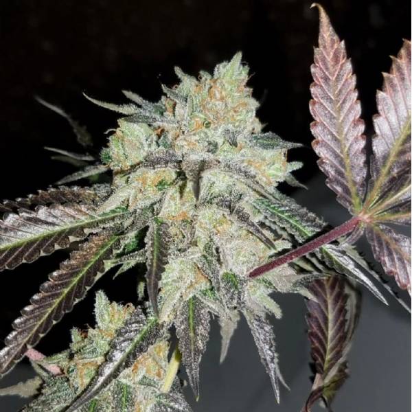 BMS - Sorbetto #4 Limited - 3 fem