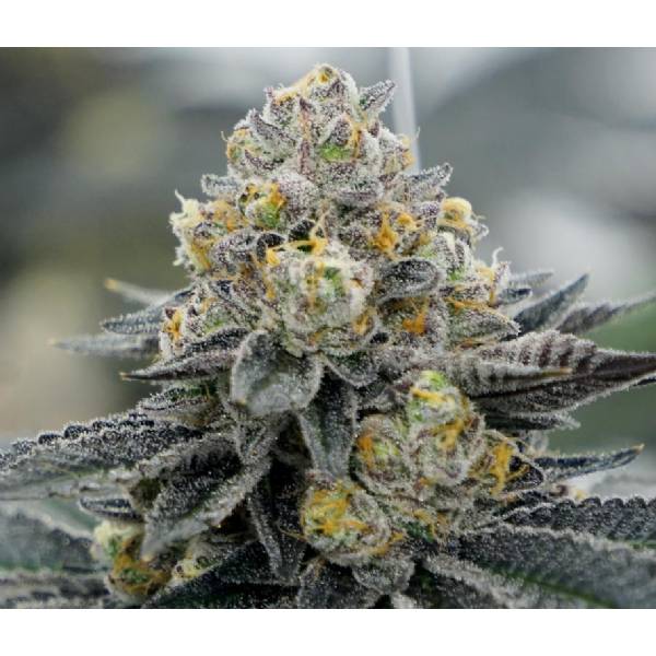BMS - Platinium Cookies Limited - 3 fem