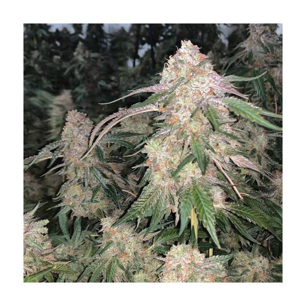 BMS - Sherlato Limited - 5 fem