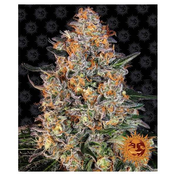 Barney's Farm - Bubba Kush - 5 fem